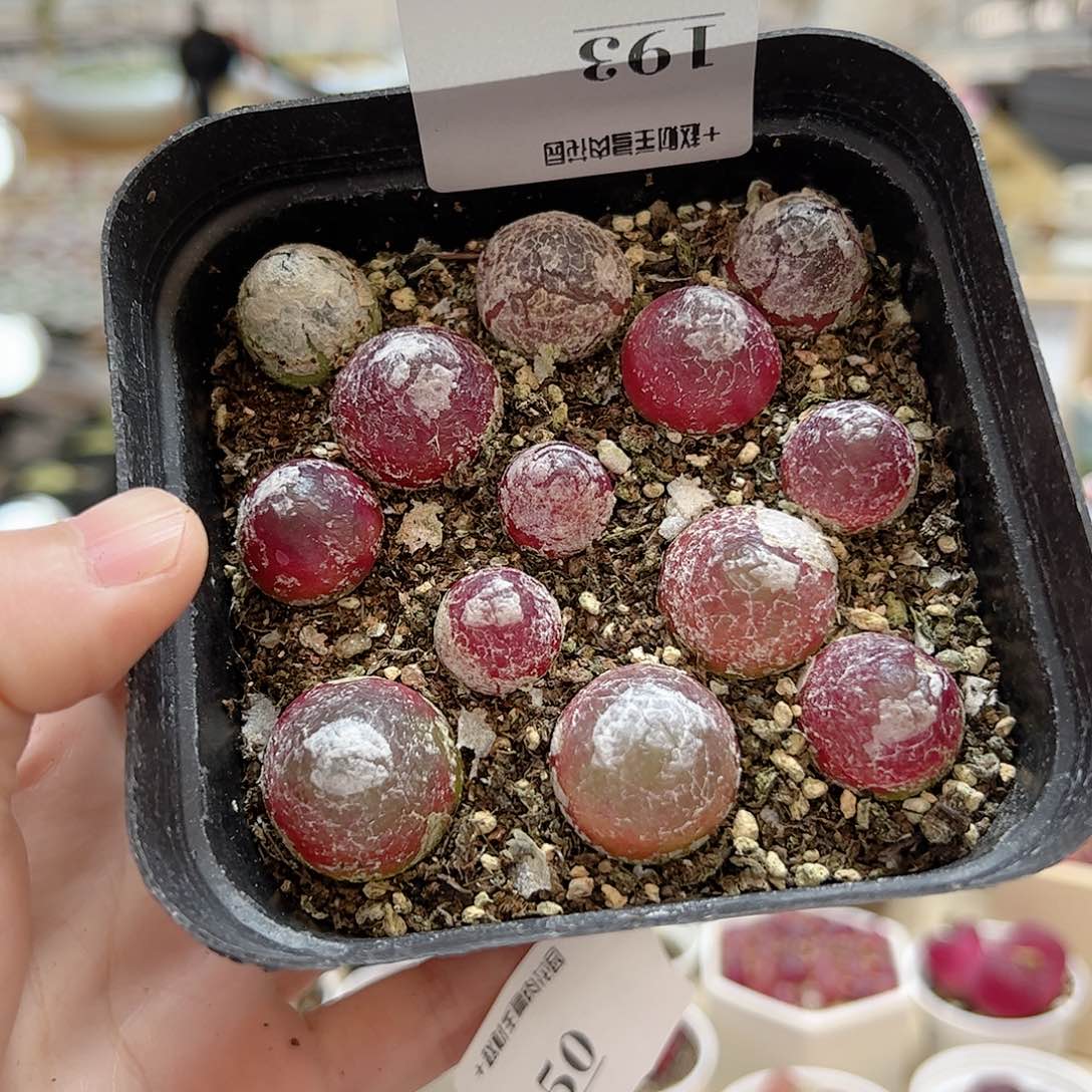 【闪购商品】193 灯泡一盒