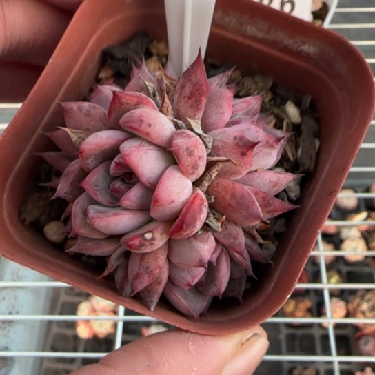 280黑天鹅一物一拍多肉