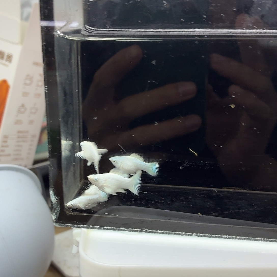 孔雀鱼玛丽瓷白五条