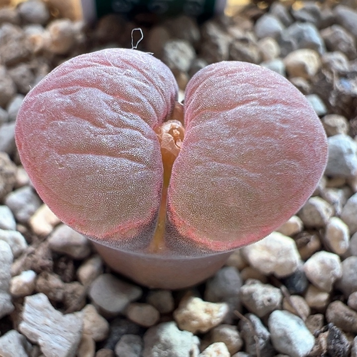 463.  青蛙种源优选大翻腰子窗Pnsp