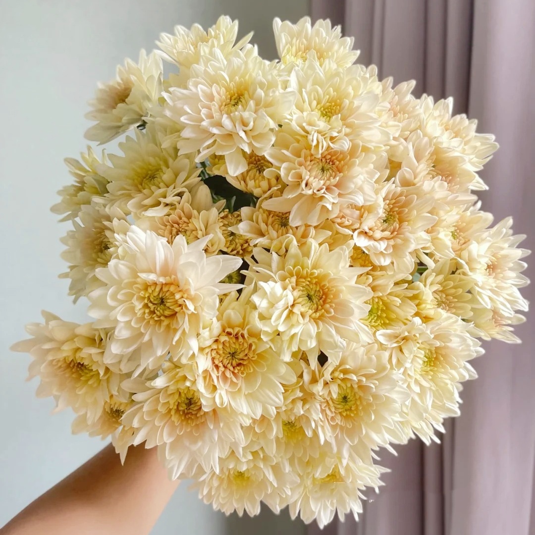 【花之物语】香草沙拉  包邮