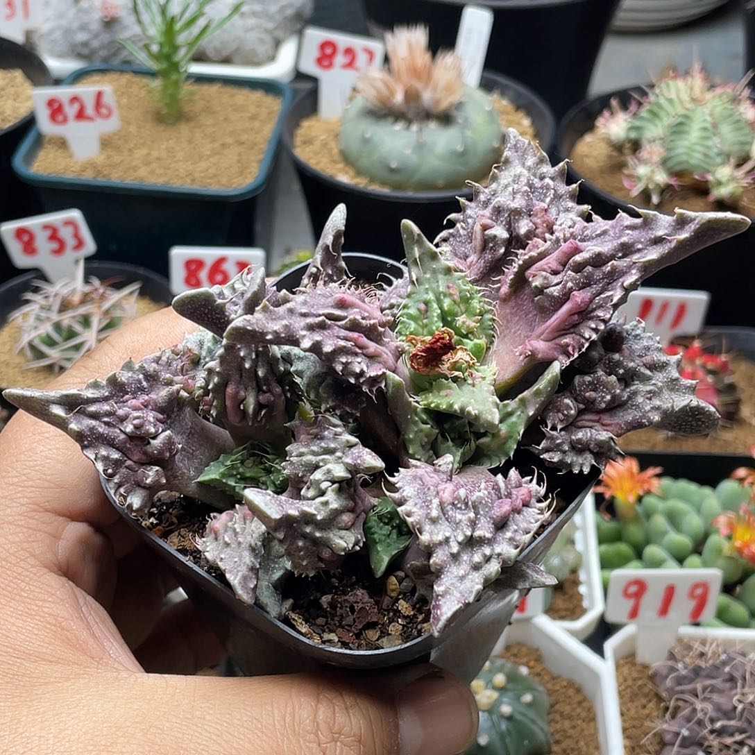 实生老桩狂澜怒涛