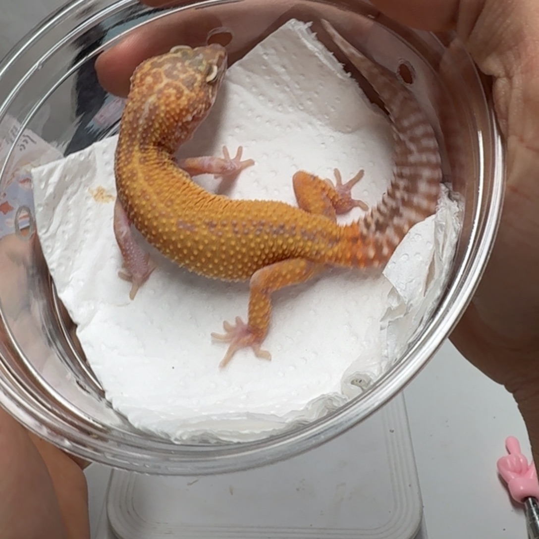 豹纹守宫川普反直线妹妹