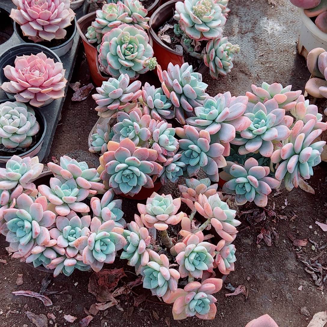 克洛伊多头造型精品二盆