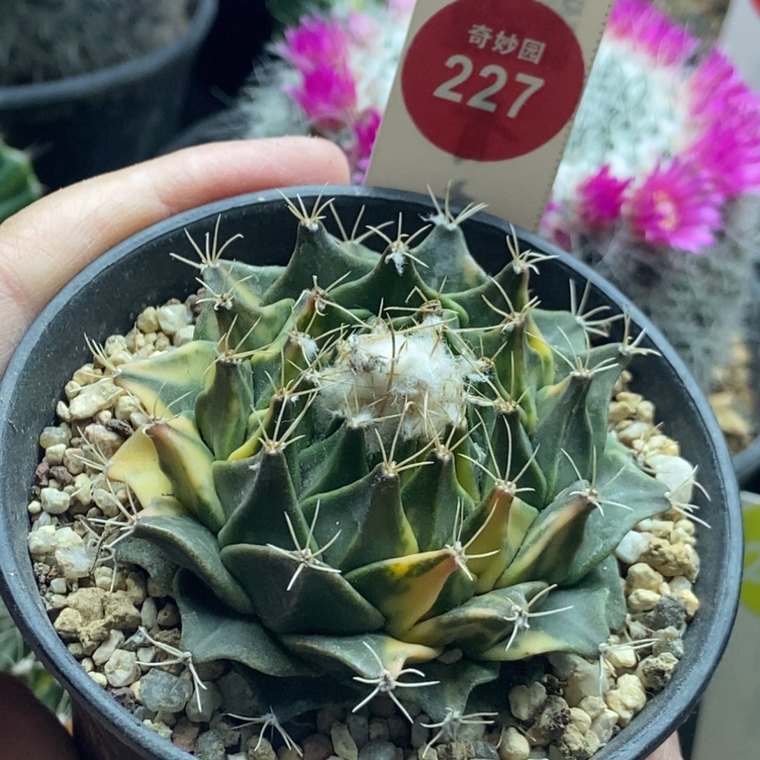 自根帝冠锦5.8cm一棵仙人球