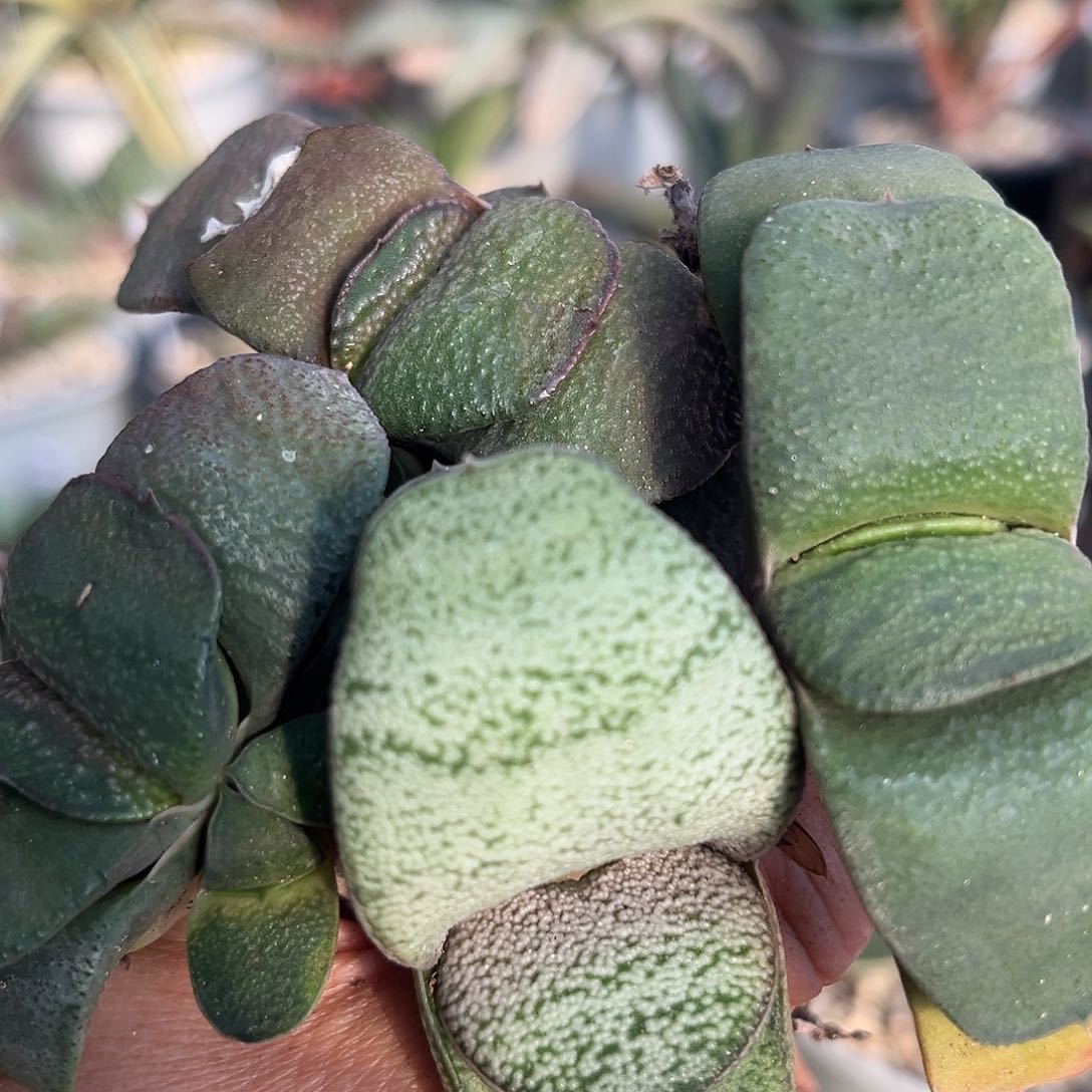 152脱土发货11111111