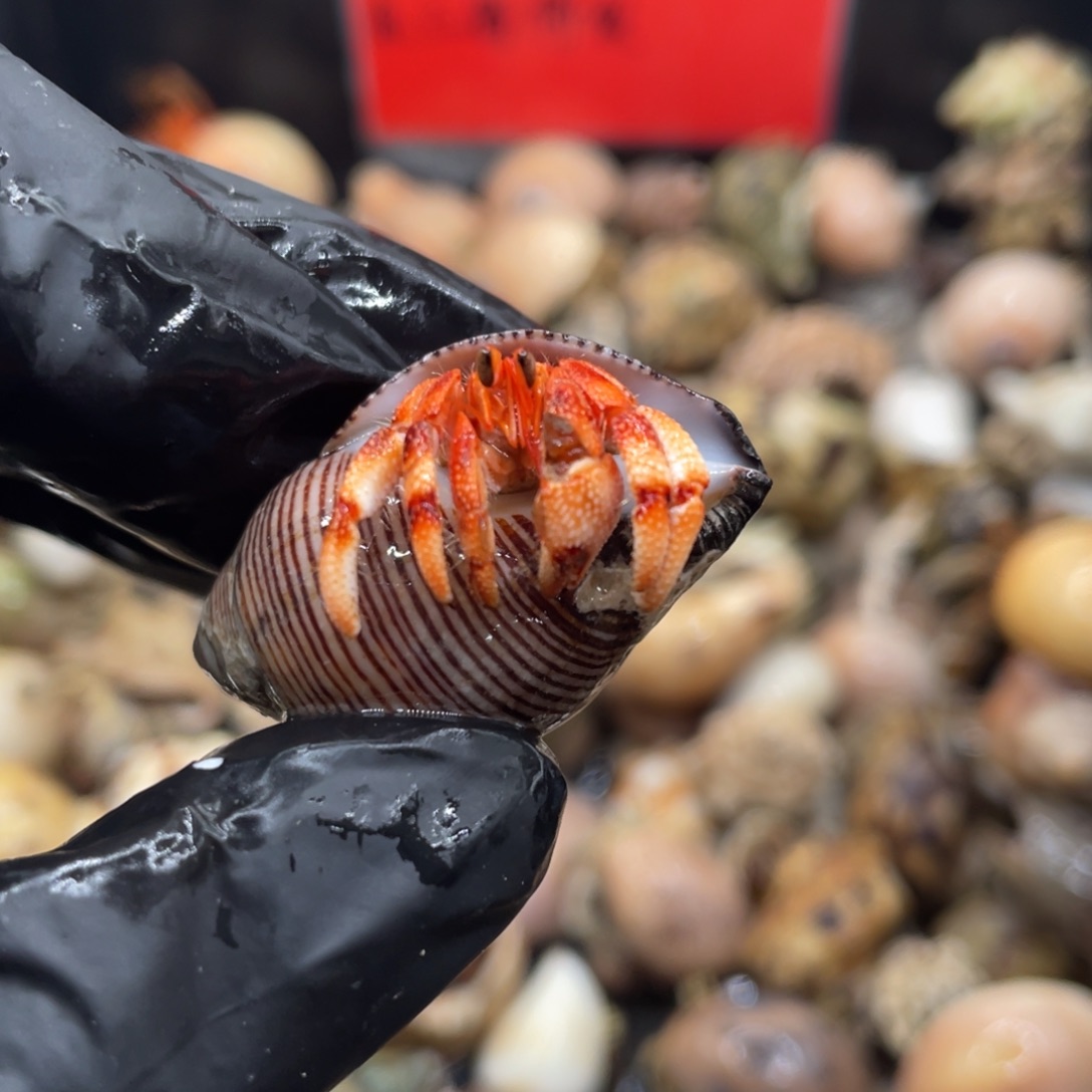 不退不换谢谢支持107