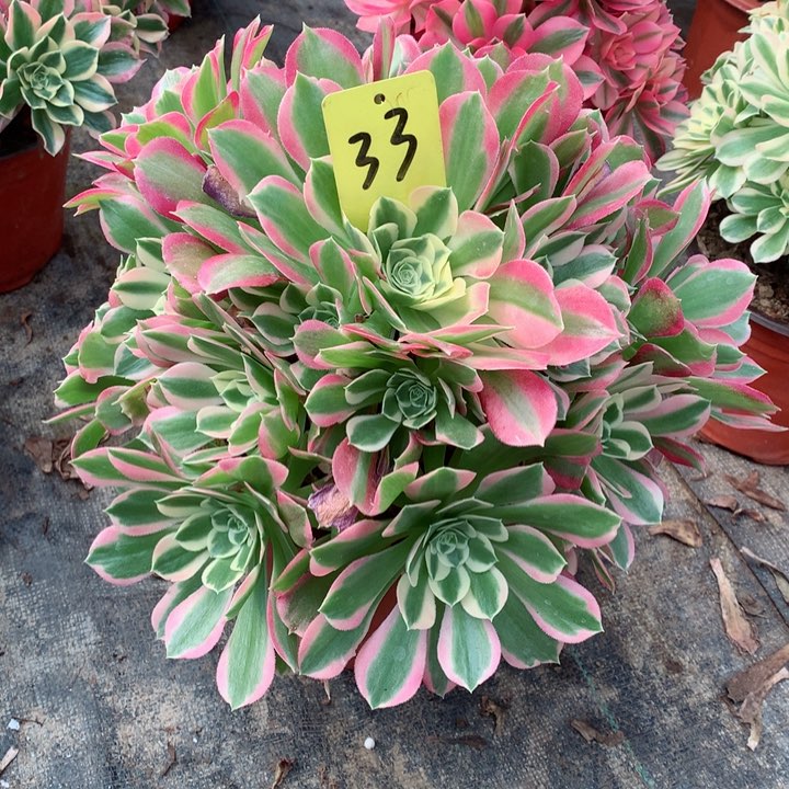 33白凤多肉111111