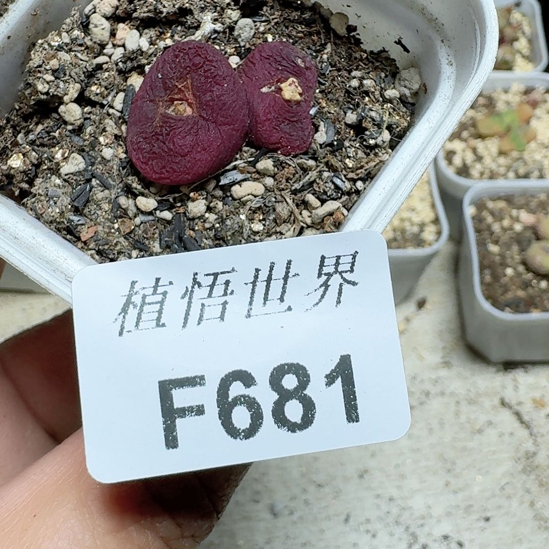 681号多肉植物哇c