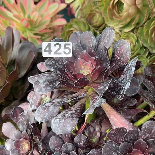 白*水多肉植物一个