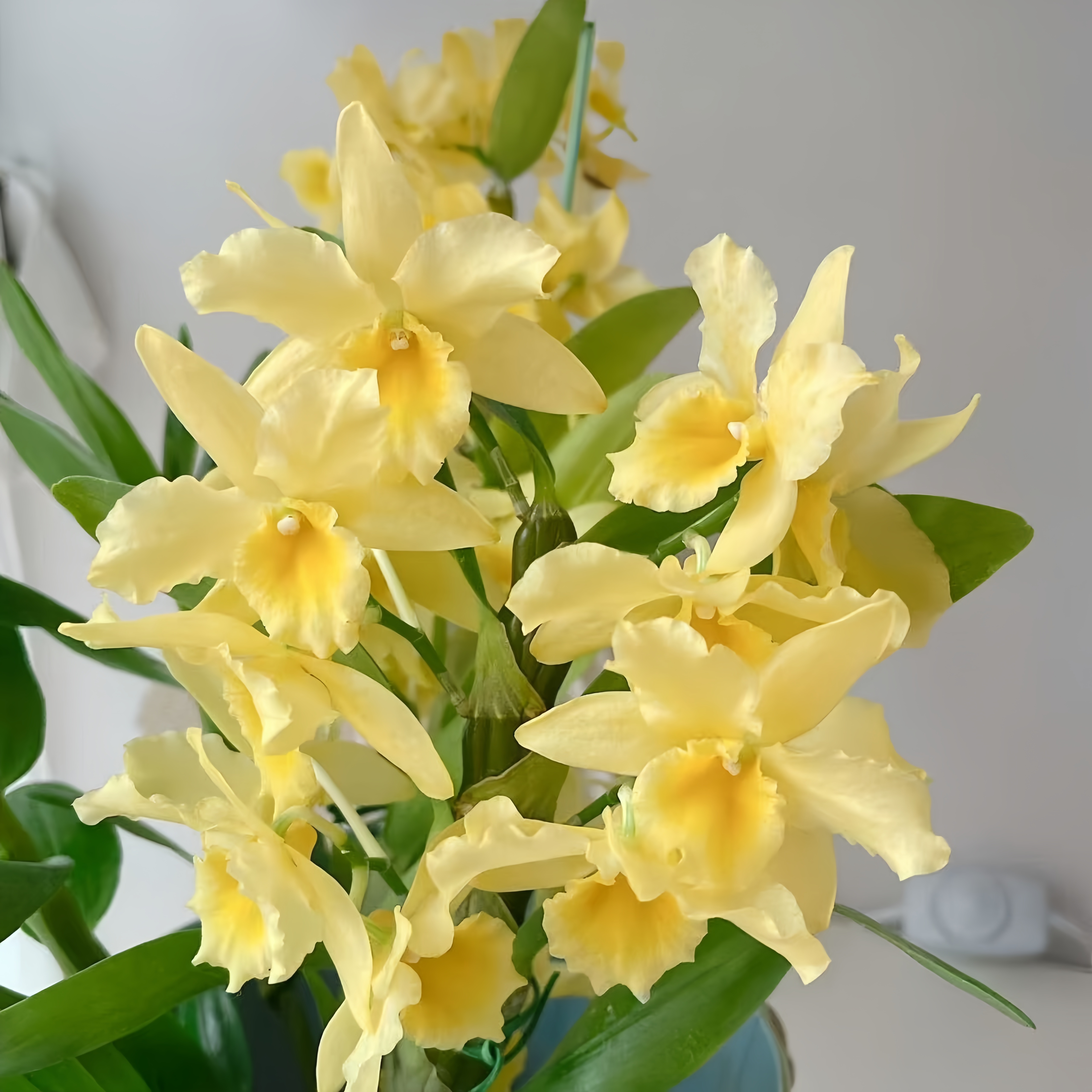 【云】糖果春石斛庭院养殖好养爆花高档室内花卉