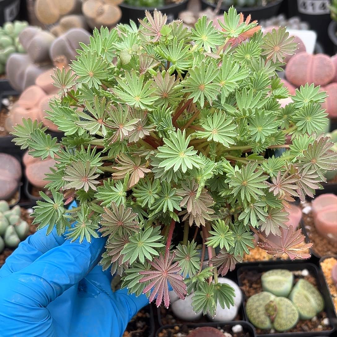 263 棕榈叶多颗 带盆土