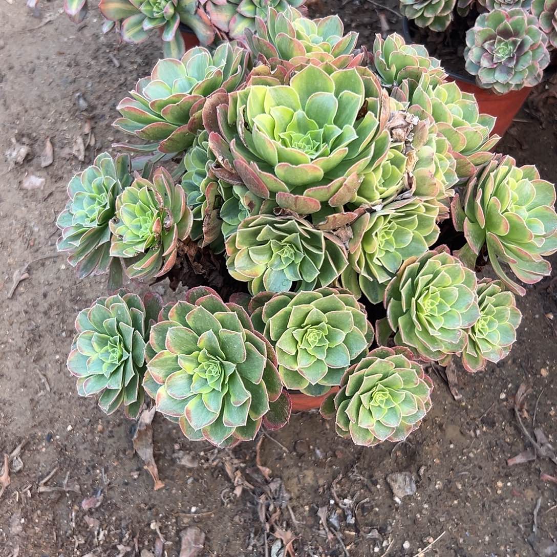 多肉植物奶白老庄