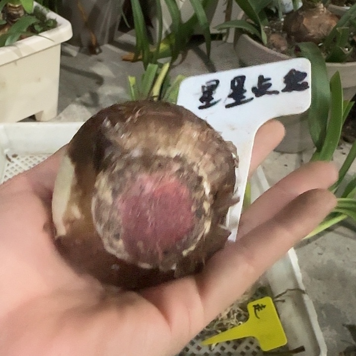 星星点缀6cm，裸球发货