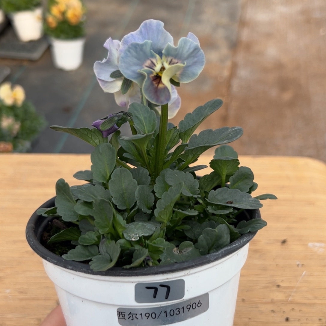 红陶抖音直播闪拍77