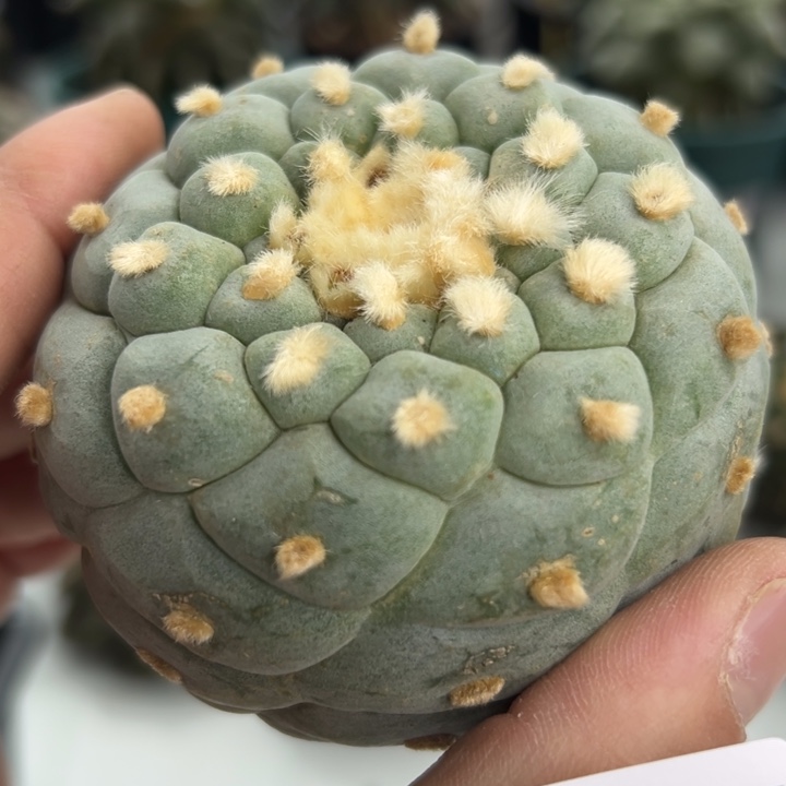 481可节后发货 可帮发根