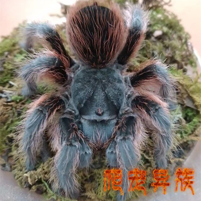 马琳车aph属的高端经典品种马琳车超稀有种Aphonopelma sp oaxa