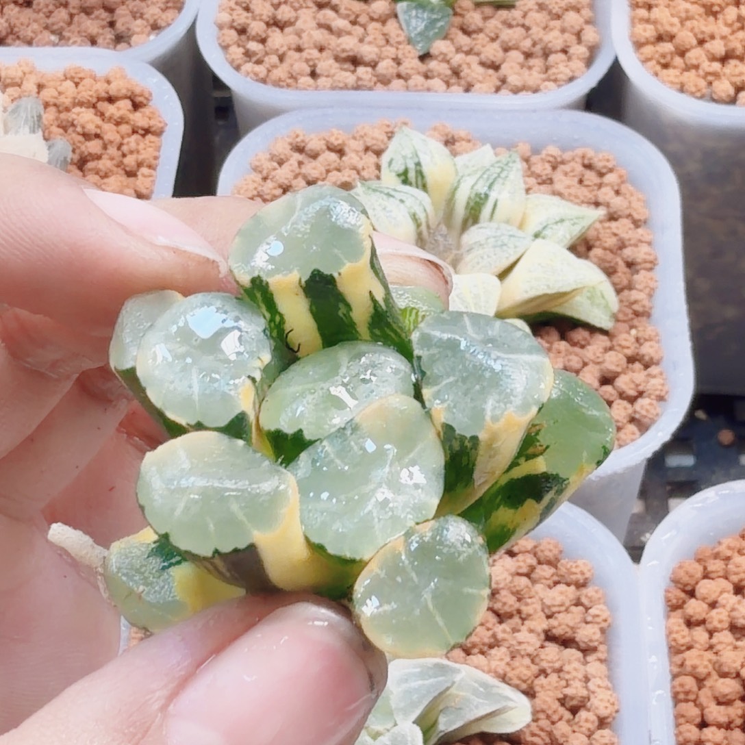 十二卷蜃气楼万象锦