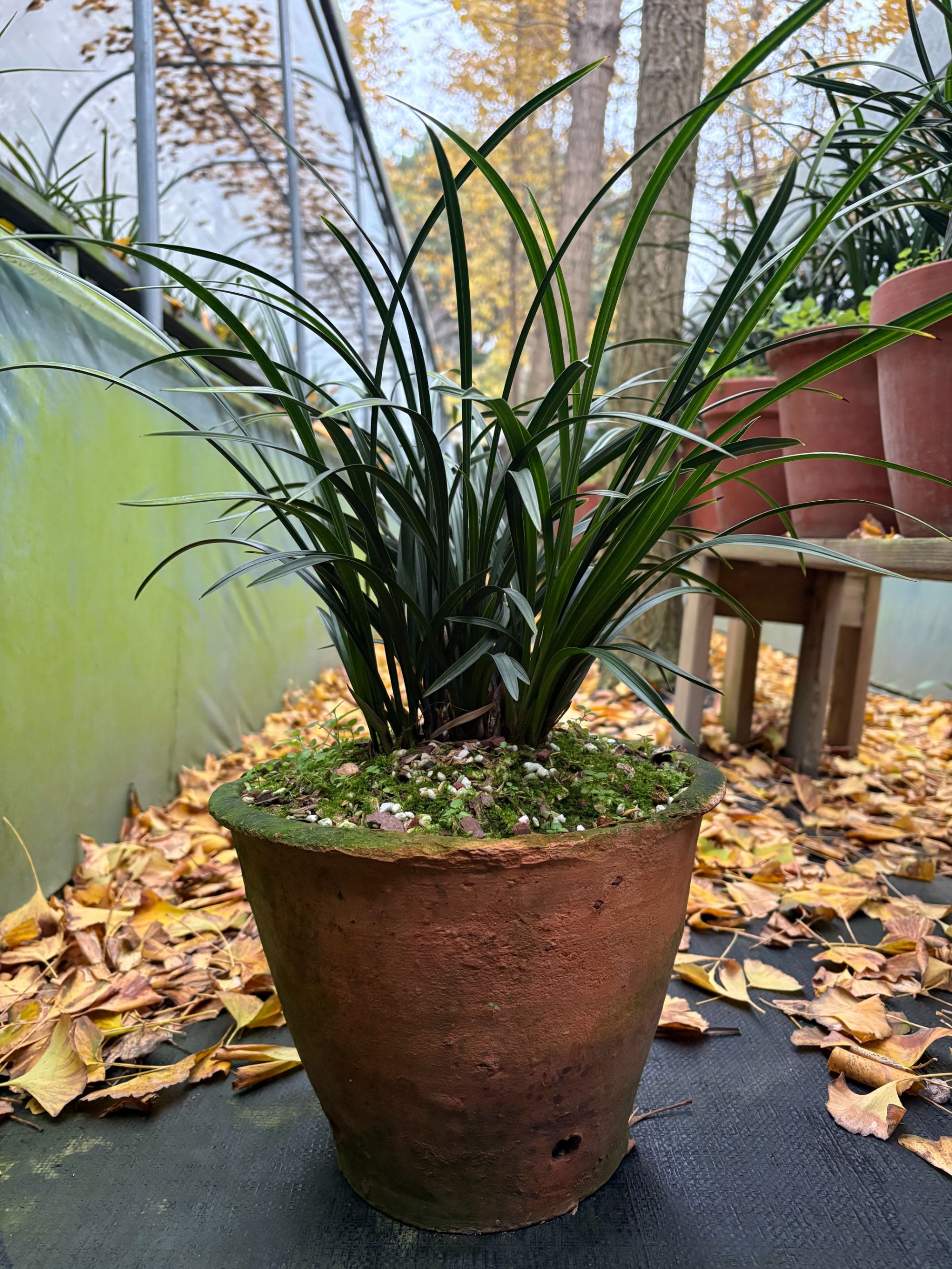 直播间一物一拍，私拍不发货，默认裸根