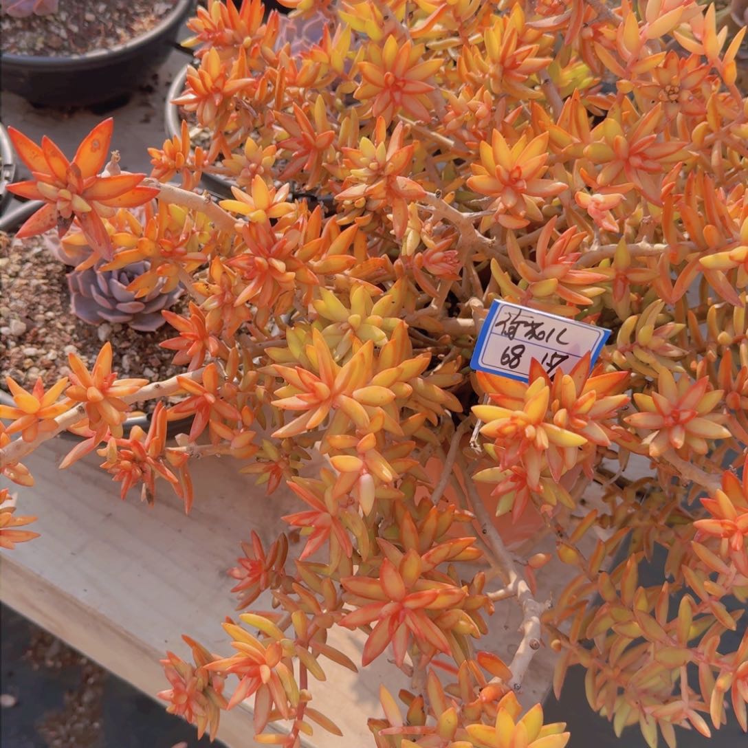 荷*儿荷花儿红日凡艺多肉