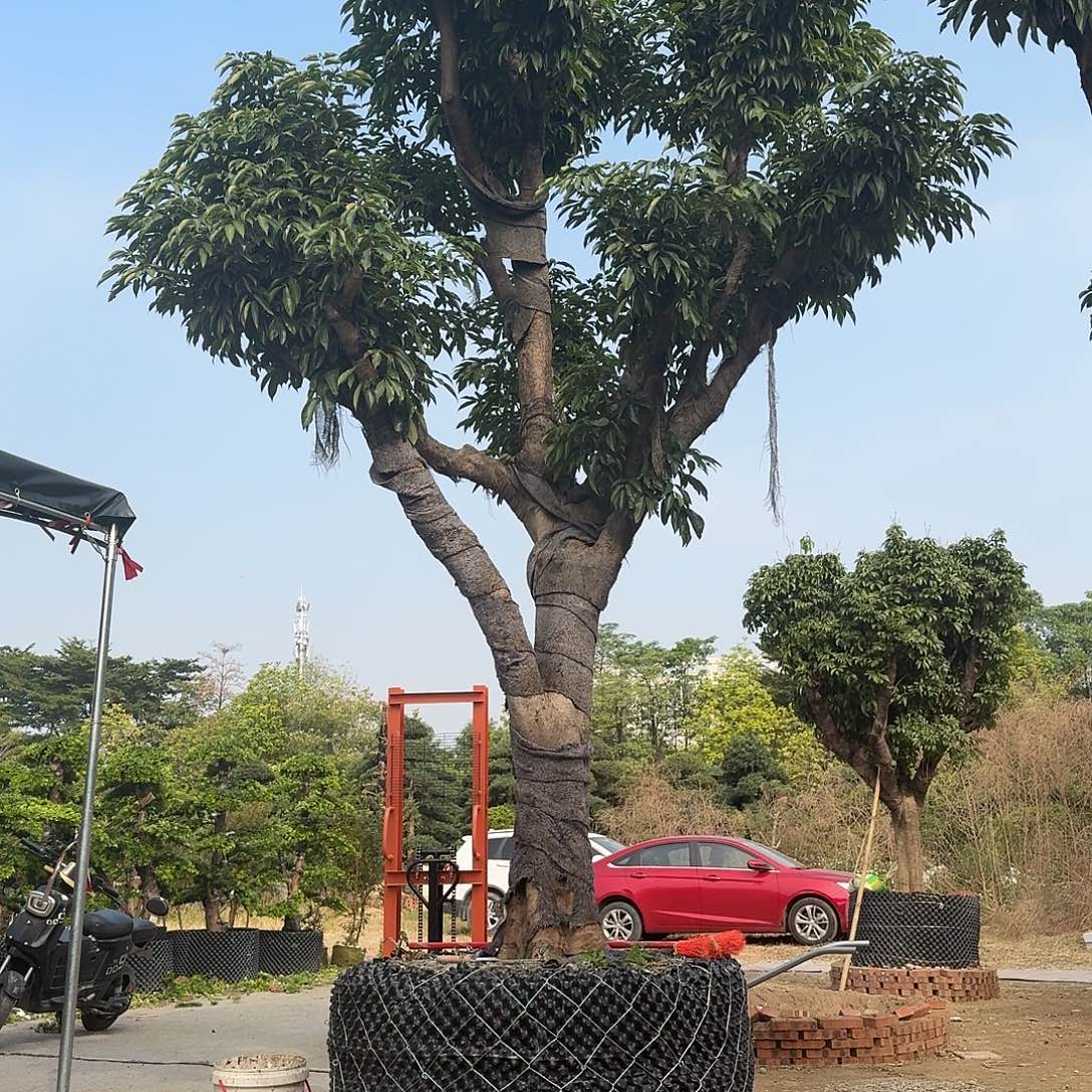 用***9完全开放果树果树果1111111111