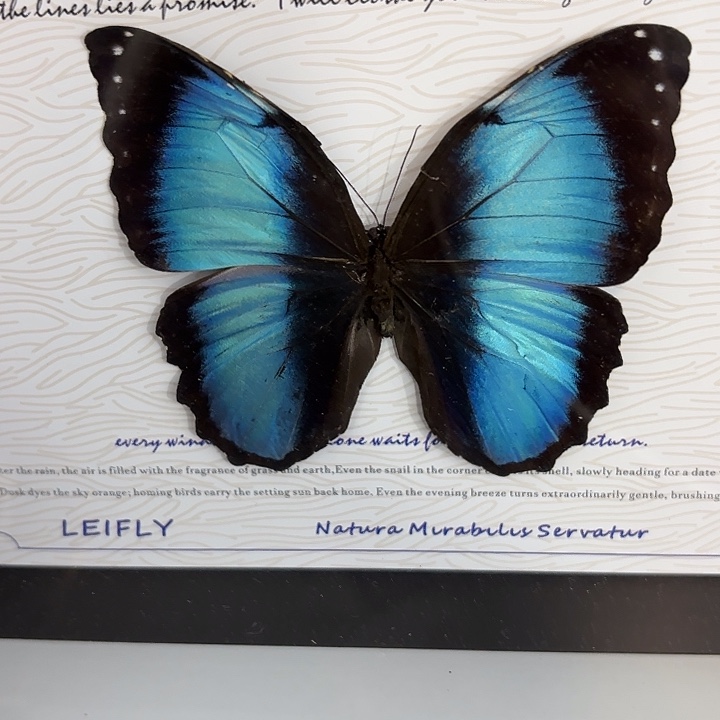 为***帅蝴蝶标本定制440@