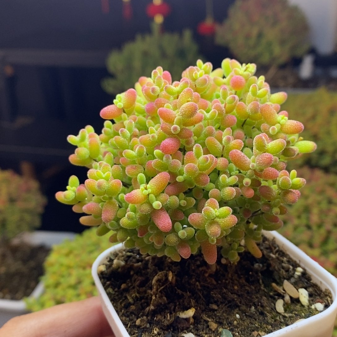 313号蜜橘糖球枝干多肉