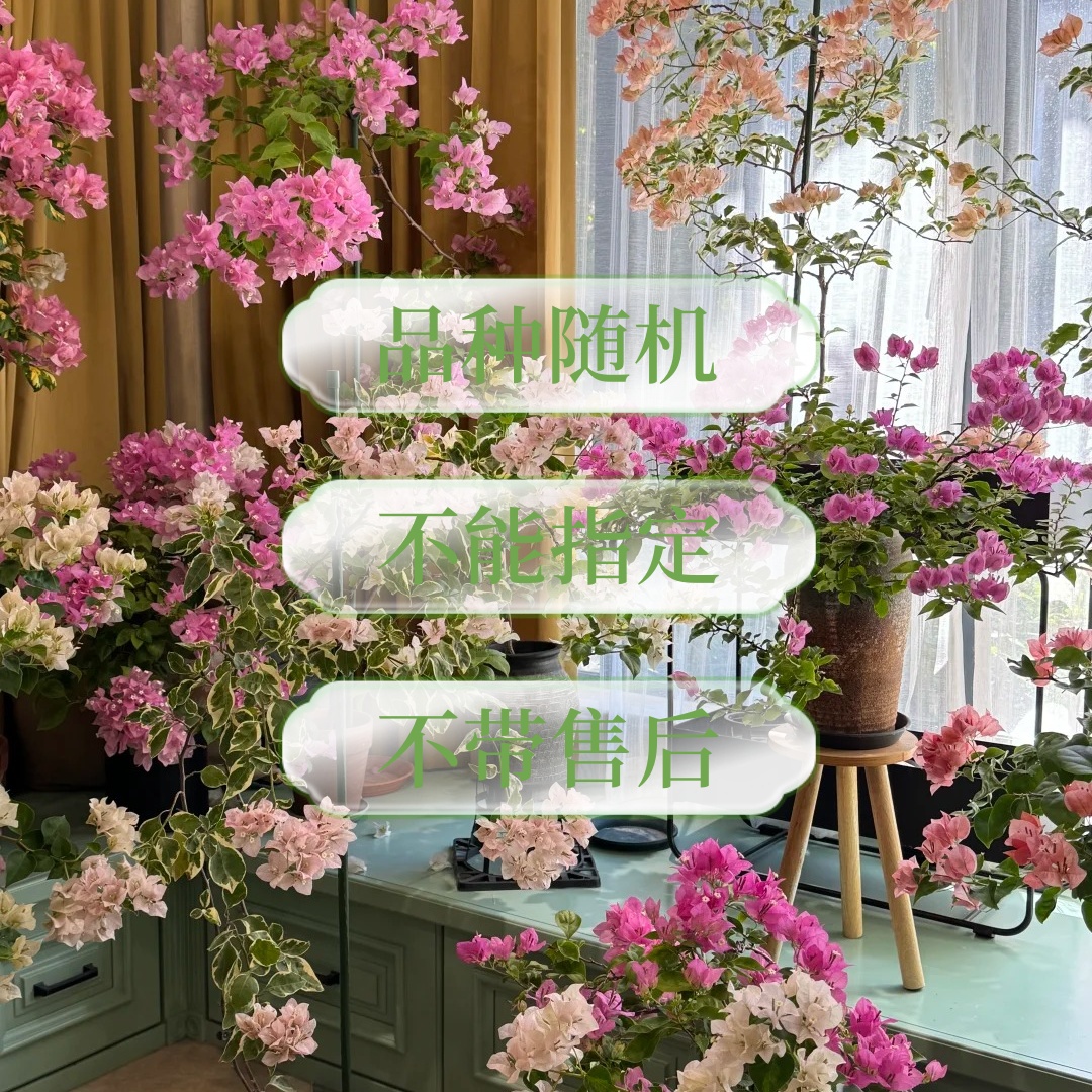 有花漾福利三角梅不指定品种