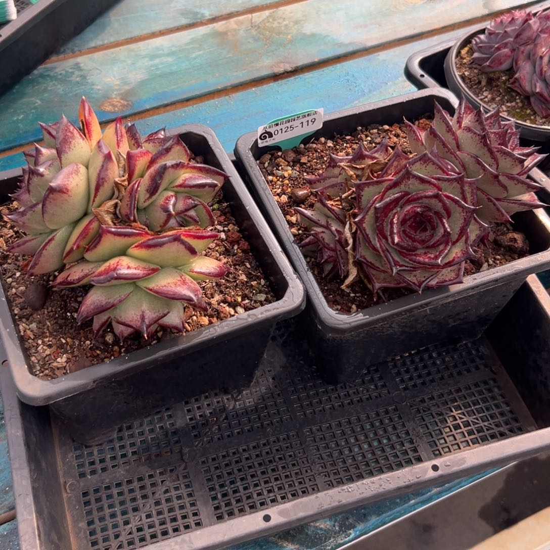 多肉一物一拍0125-119