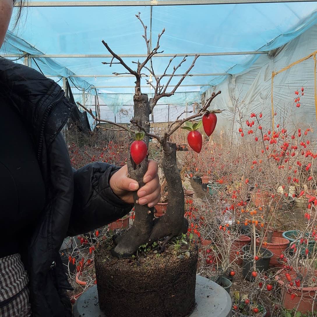 绿***氧完全开放老鸭柿子