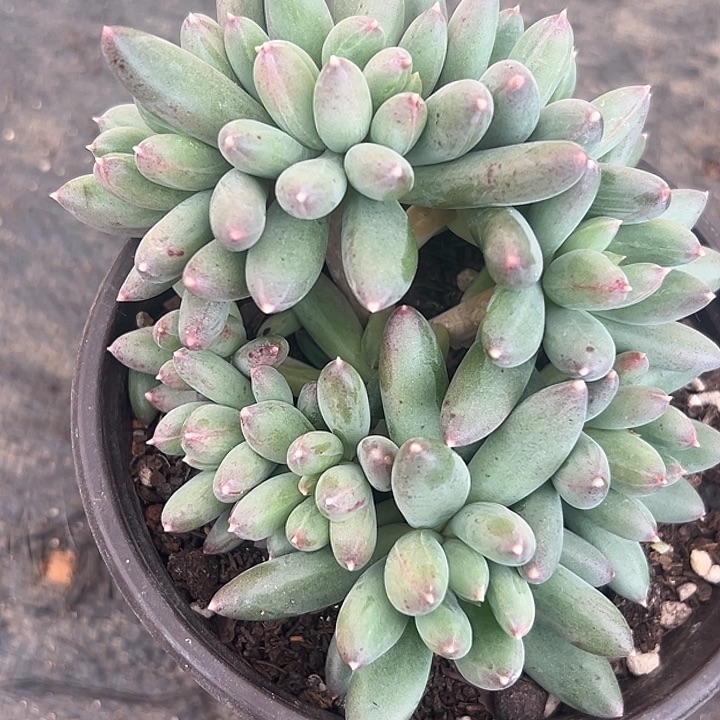 兰亭序美人特价一物一拍