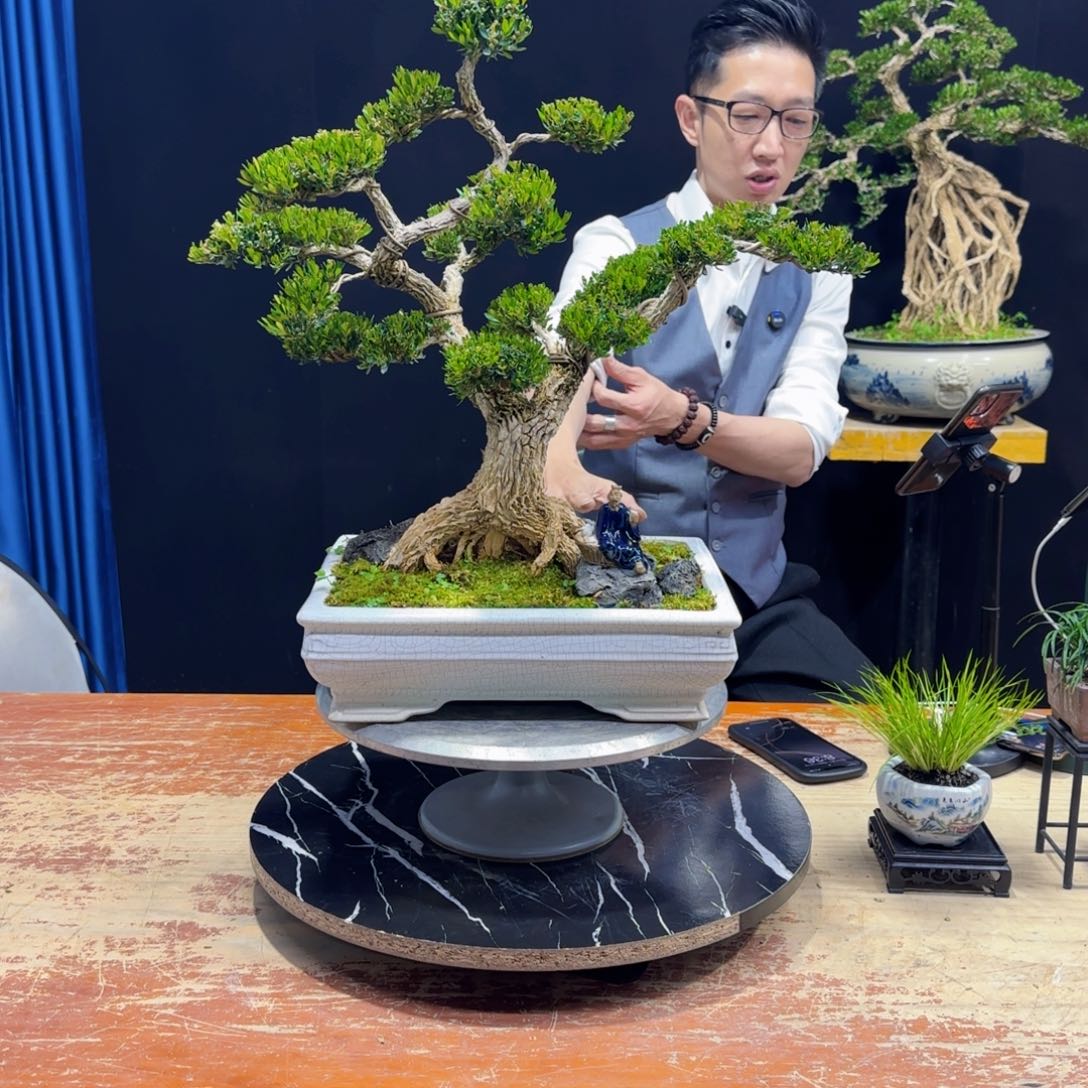 黄杨室内室外盆景艺术