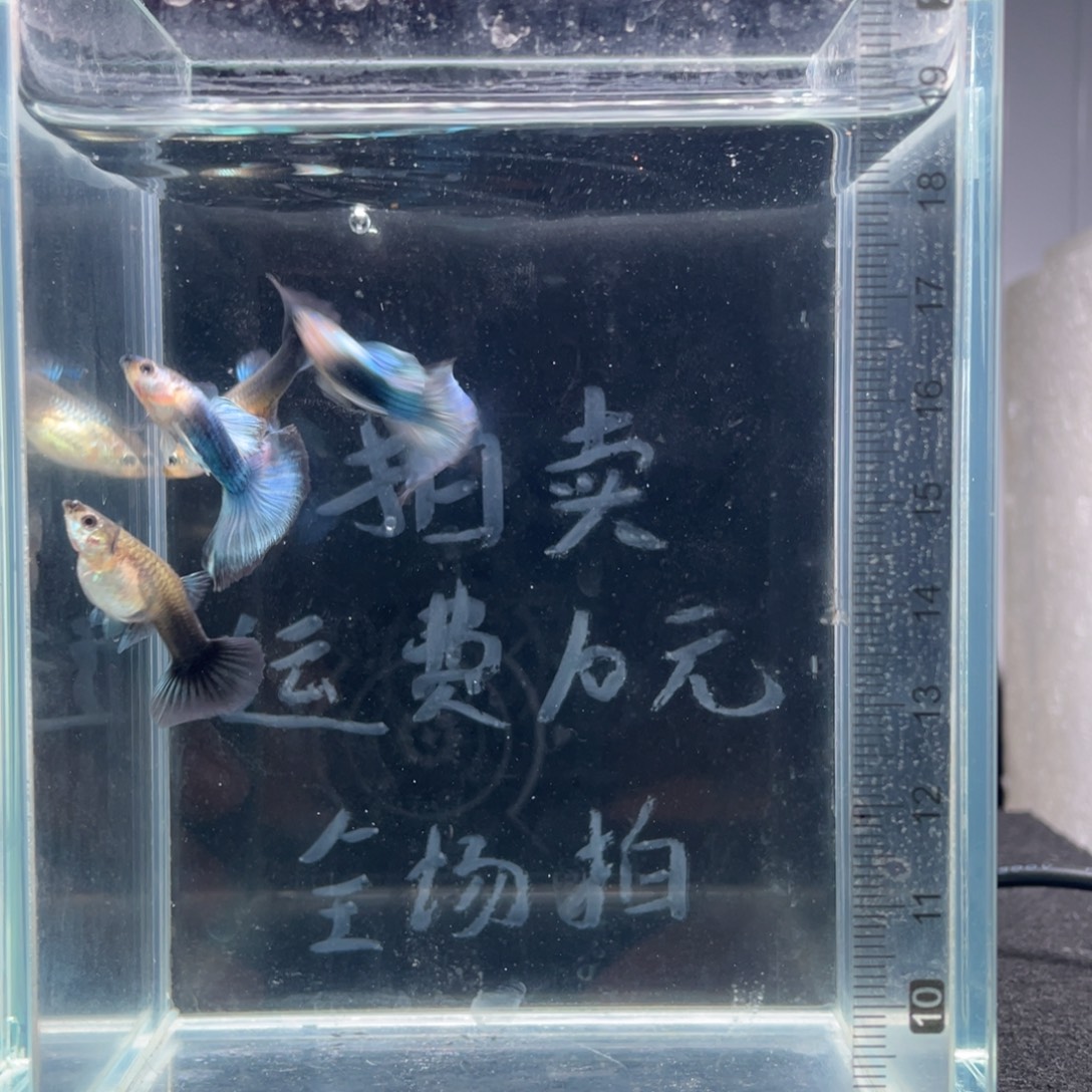 孔雀鱼练手蓝礼服两对