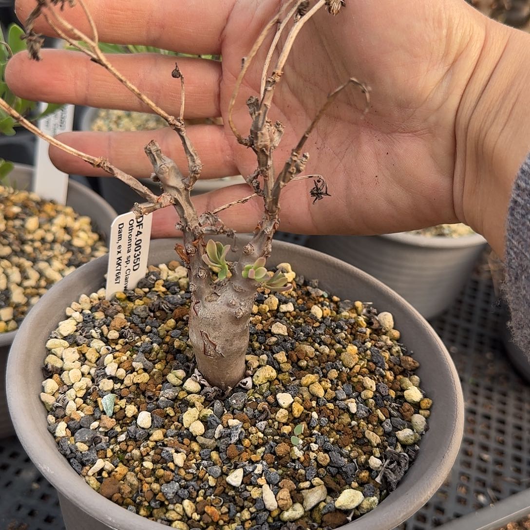 瓶杆厚敦菊一个带盆