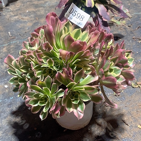 598白凤多肉法师锦