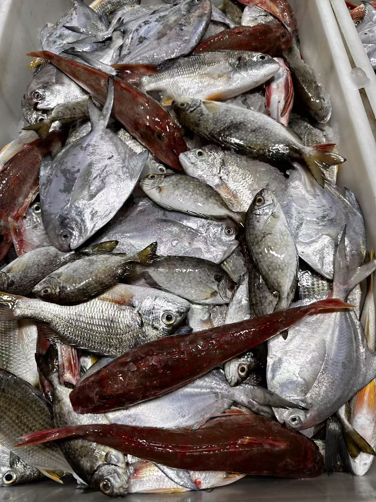 1湛江本港海杂鱼当天捕捞现拍现称为主，默认帮杀（15%~20%损耗）