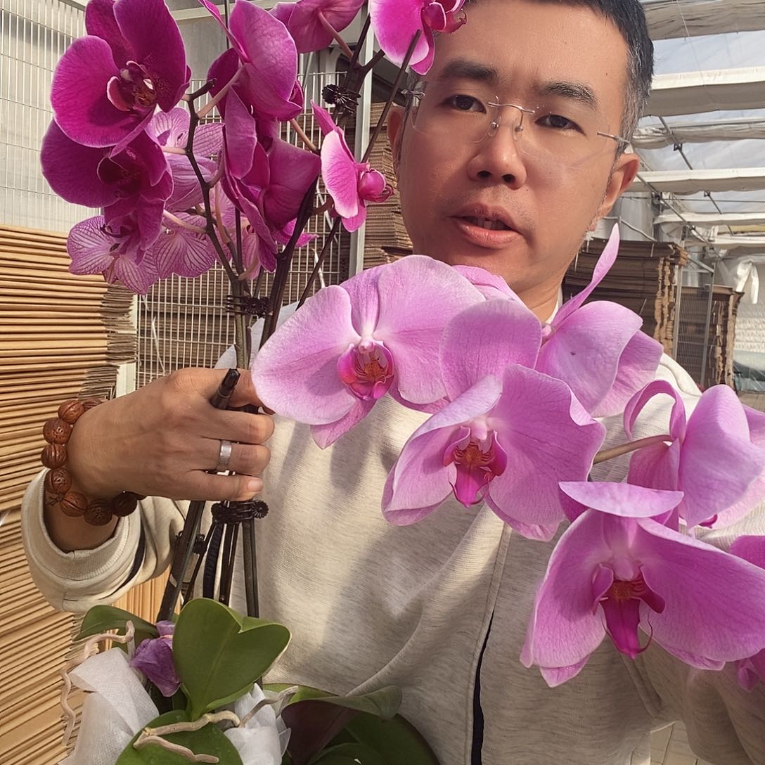 完全开放欧品花带花花后苗2颗不售后