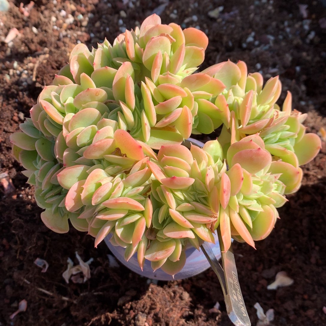 星娜塔缀 新疆西藏内蒙古不包邮的