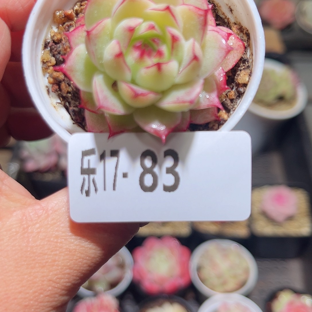 木乐17-83女王单头