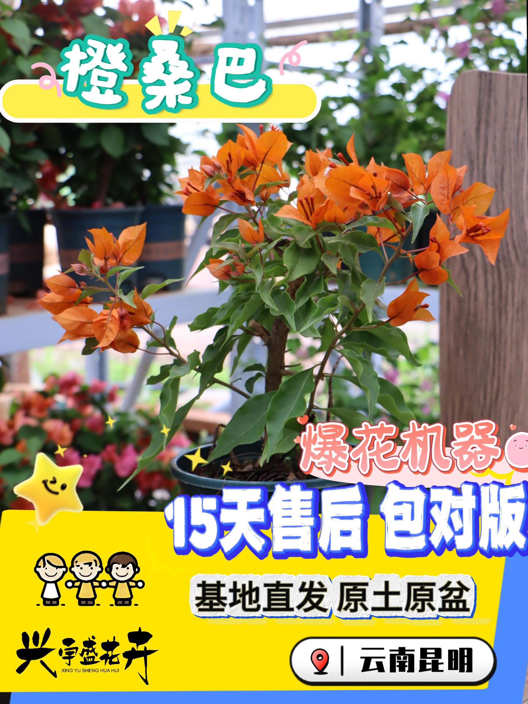 【橙桑巴1加仑】带盆土观赏室内外勤花耐活三角梅