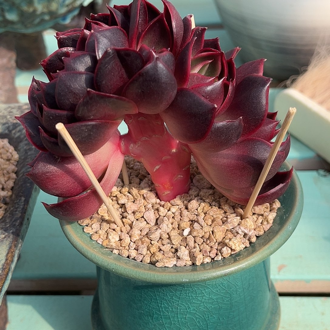 森***＊红灯缀化多肉植物