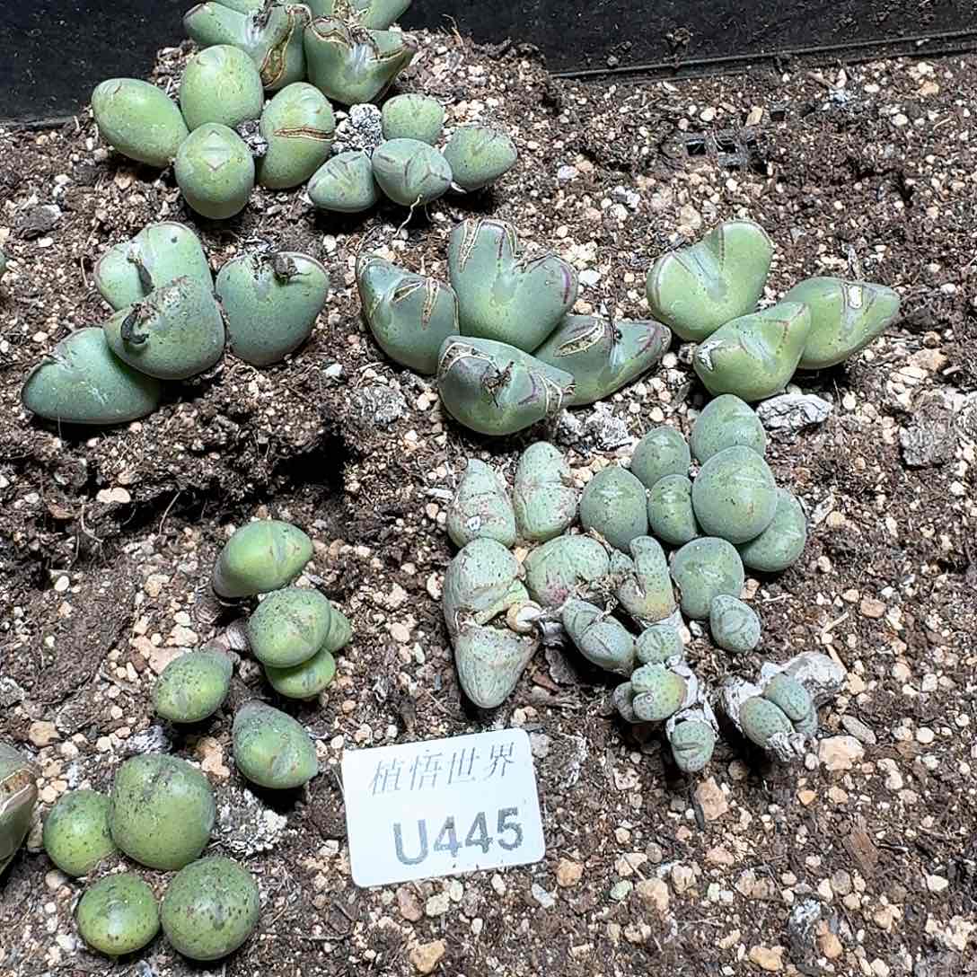 445号多肉植物哇c g