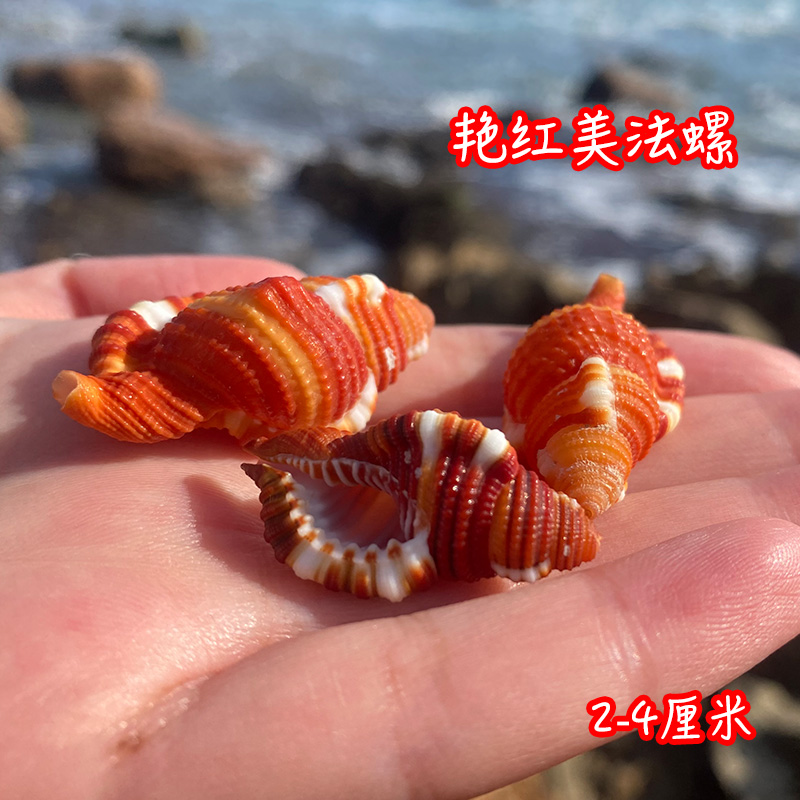 艳红美天然稀有海螺贝壳标本用于鱼缸造景与家居收藏