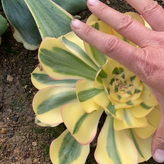 176王妃多肉植物