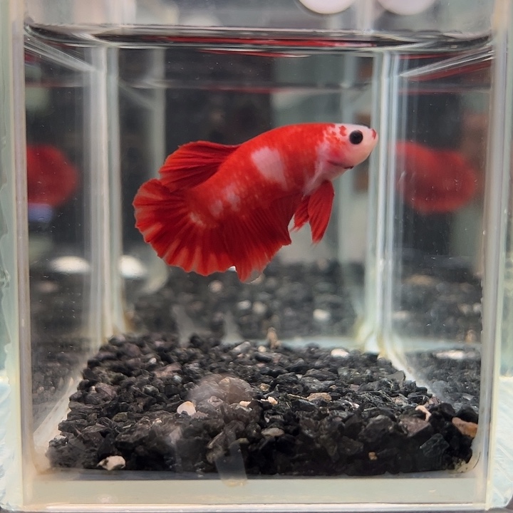 斗鱼竞拍跑单拉黑2日12