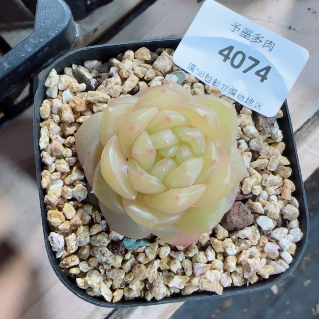 黄珍妮，4074多肉植物