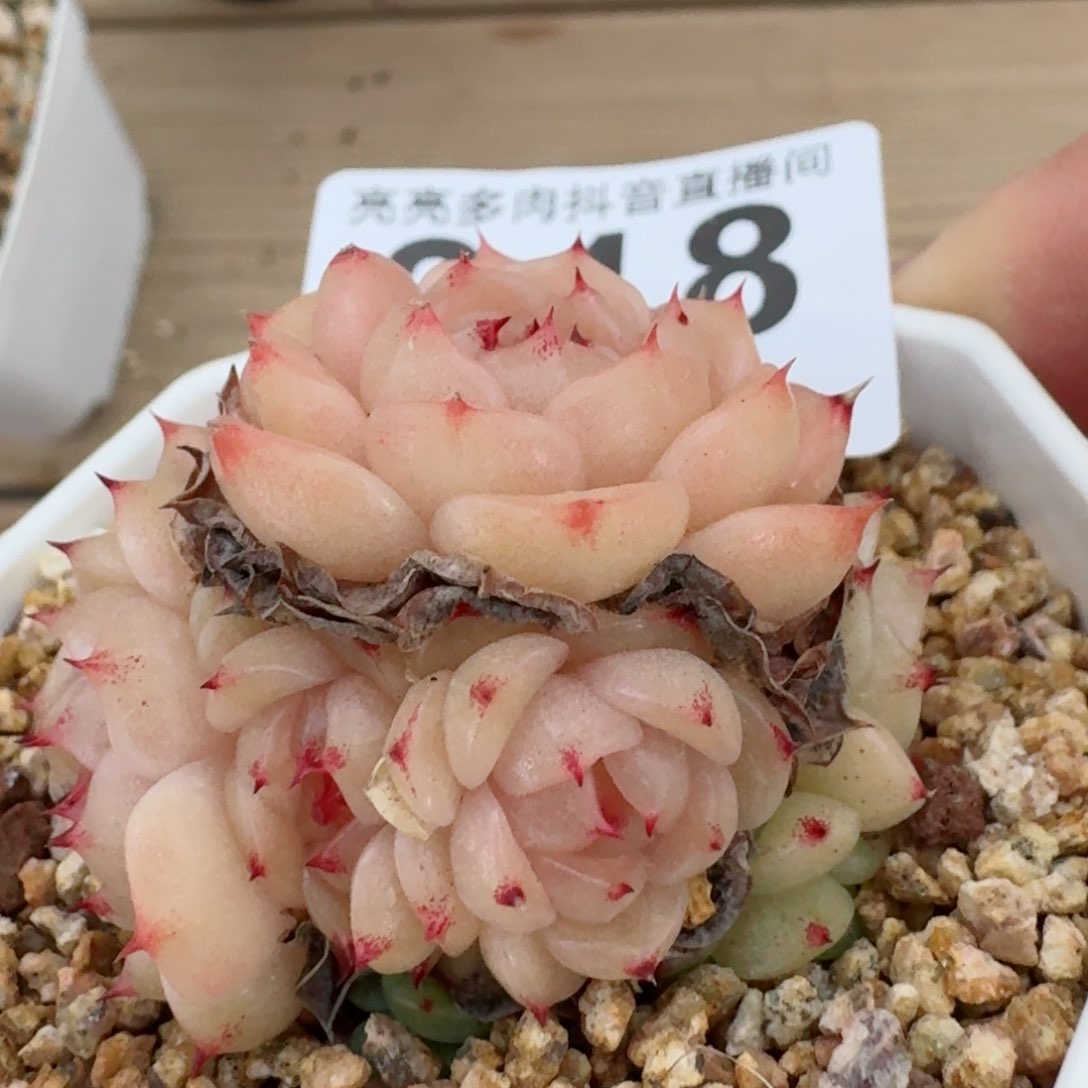 麦秆群生         精品多肉