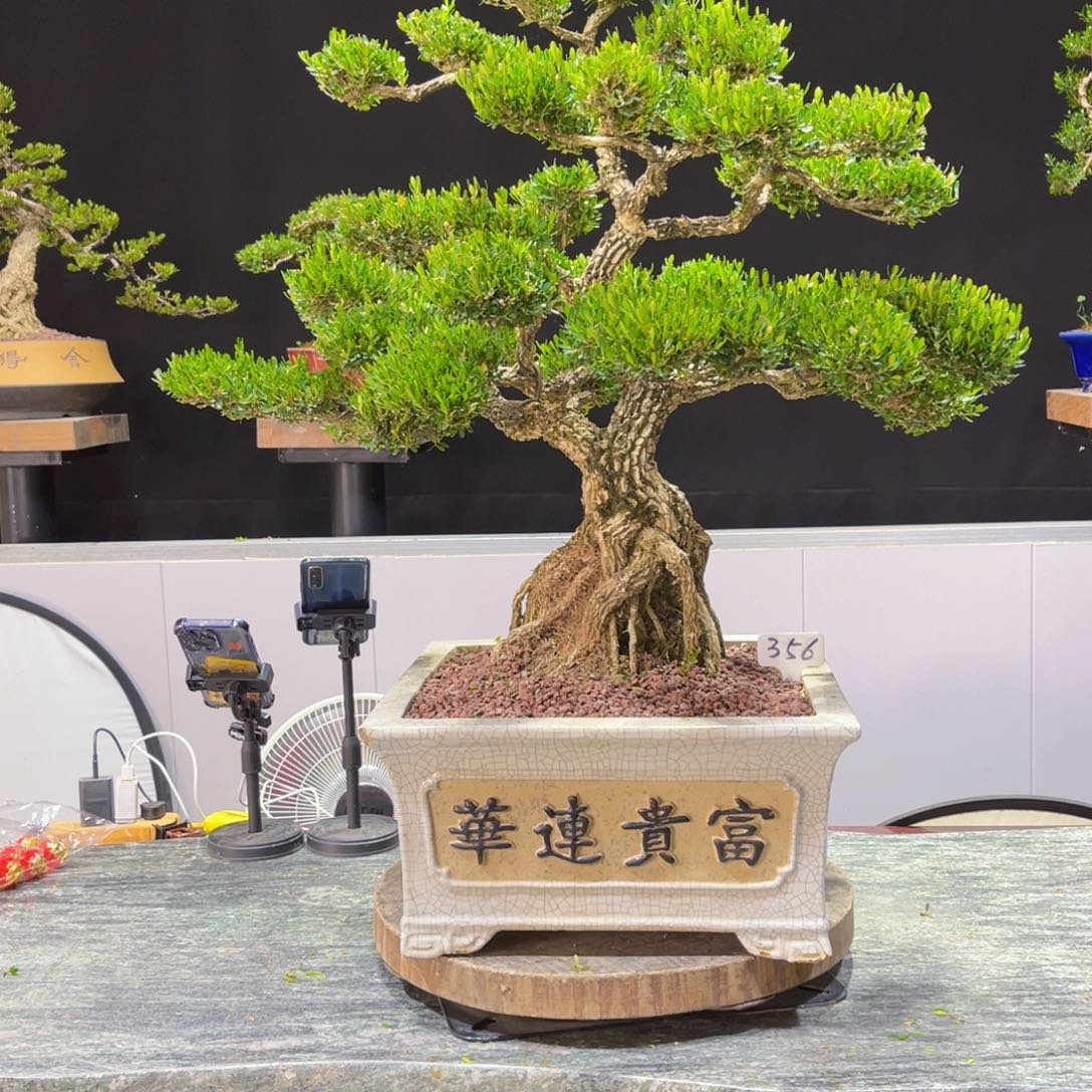 四季常青老桩黄杨盆景