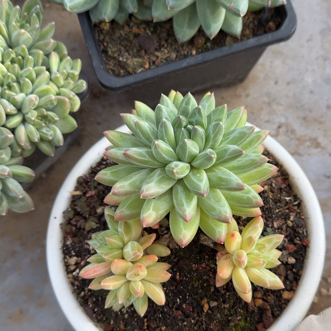 仰***光多肉植物多肉植物