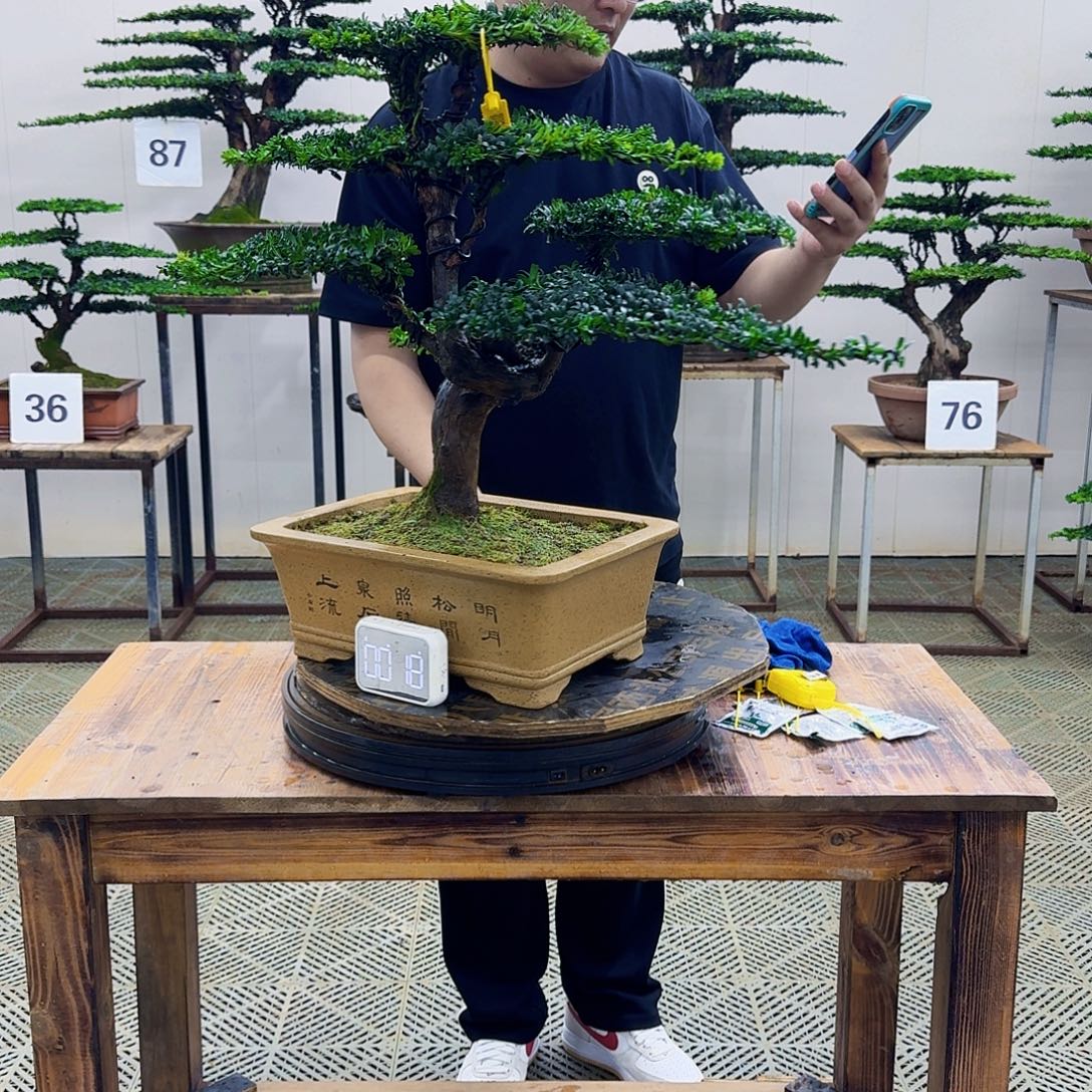 无花朵珍珠罗汉松造型盆景